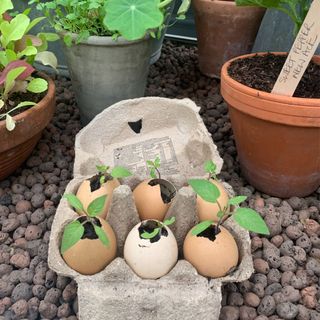 Seedlings growing from recycled eggshells