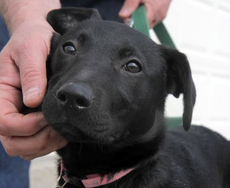 College students learn tweeting a picture of a dog doing a keg stand isn't the smartest idea