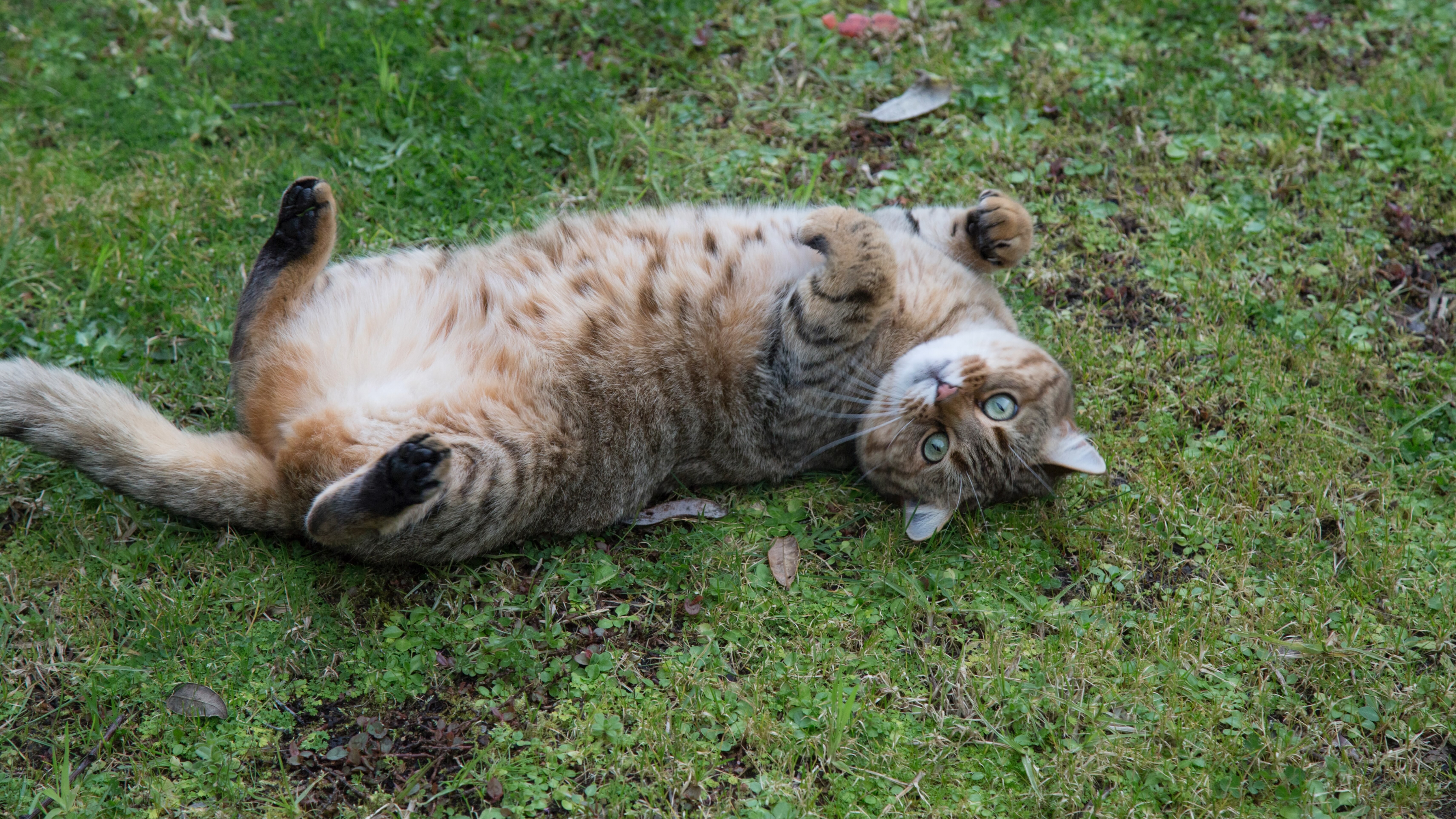 Cat rolling over outside on grass