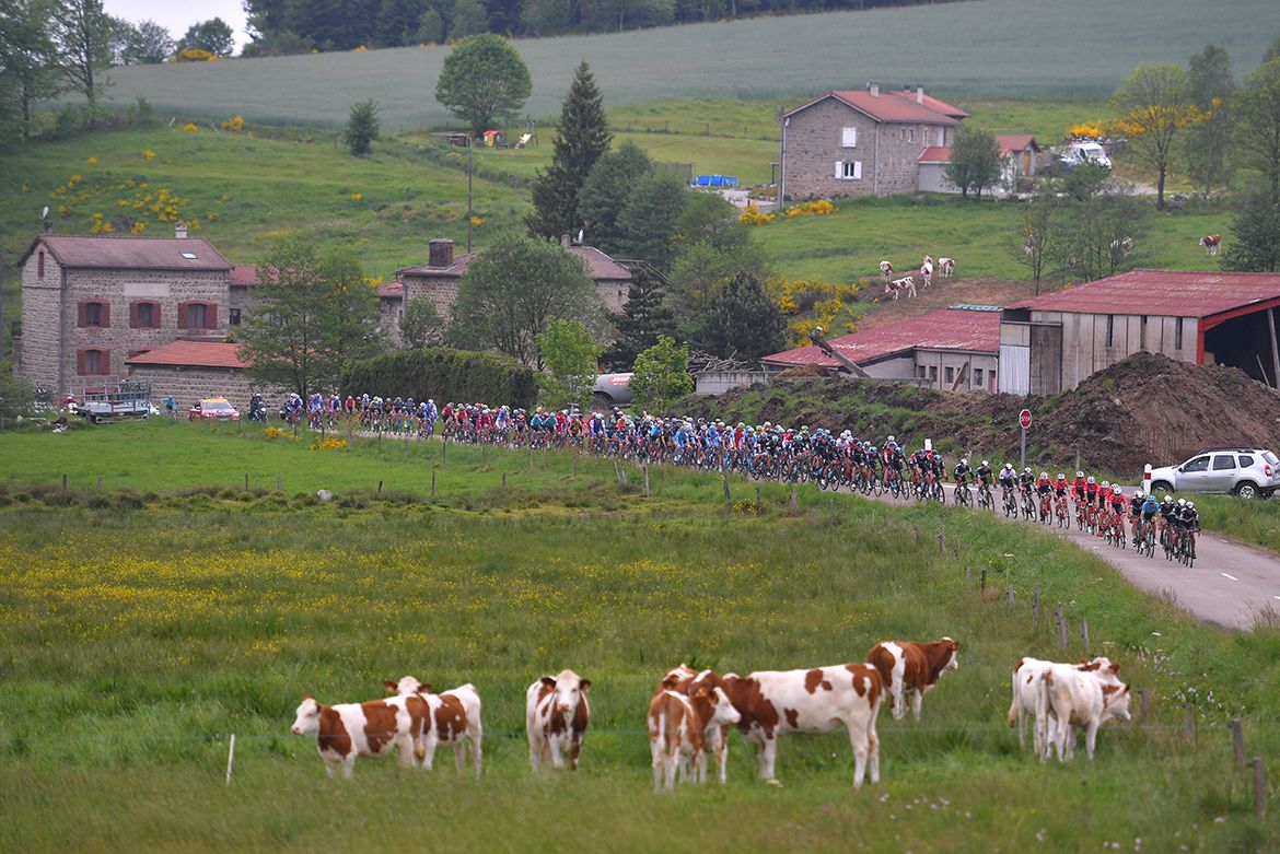 The pack rolls past a few four-legged spectators on stage 1 of the Crit&eacute;rium du Dauphin&eacute;.