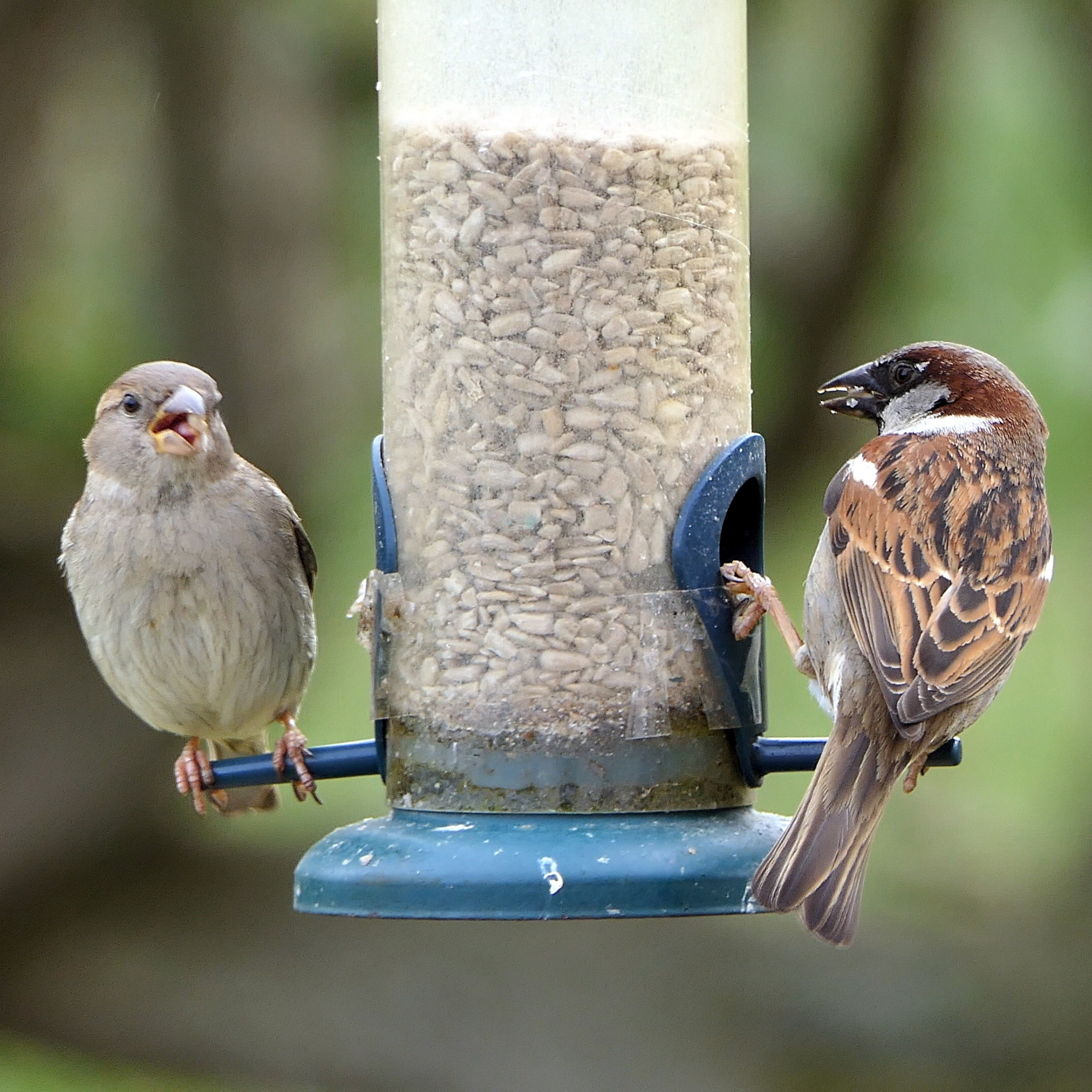 Sparrows eating sunflower seeds from a bird feeder
