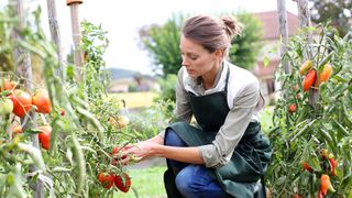 Woman in kitchen garden picking tomatoes