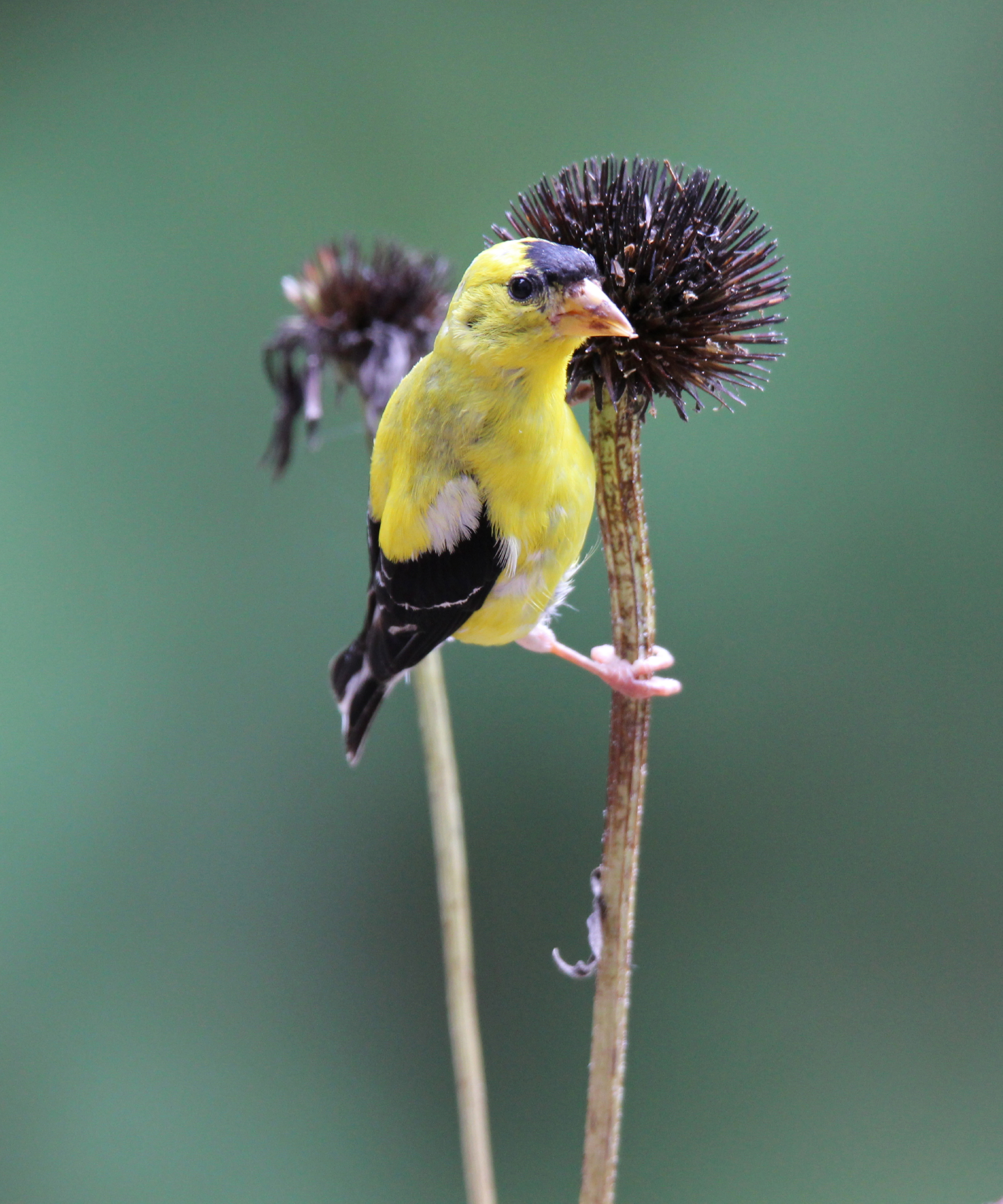 American goldfinch on seedhead of purple coneflower Echinacea purpurea