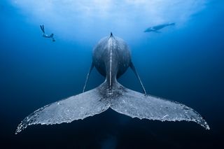 Tail of a Whale, underwater photography