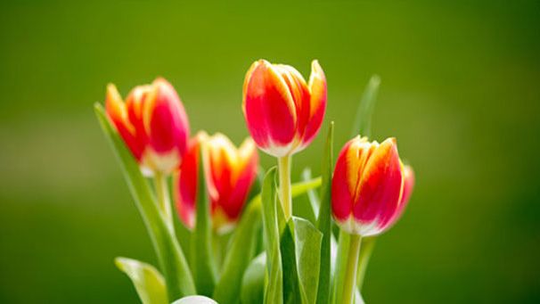 A delightful photo of a bunch of red tulips