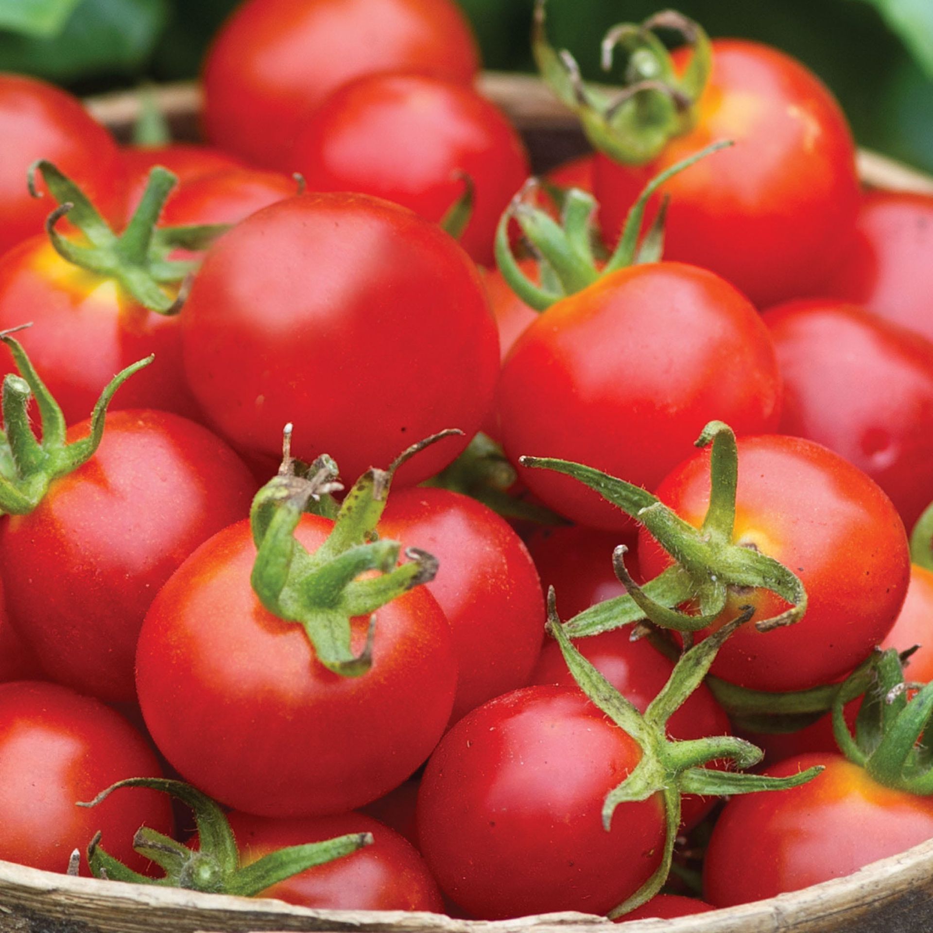 Baby Boomer Tomato Seeds & Plant