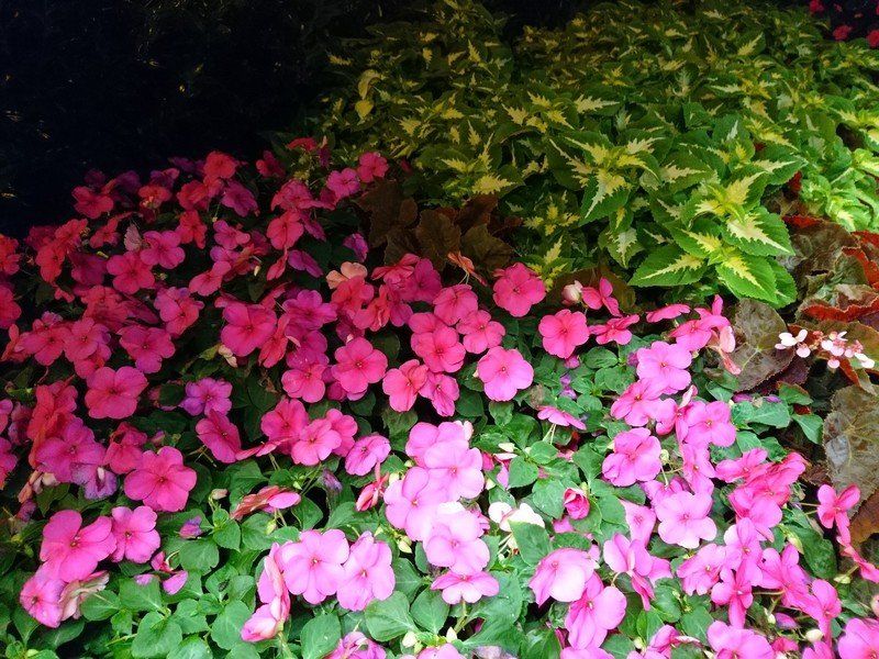 Xperia X Compact camera sample
