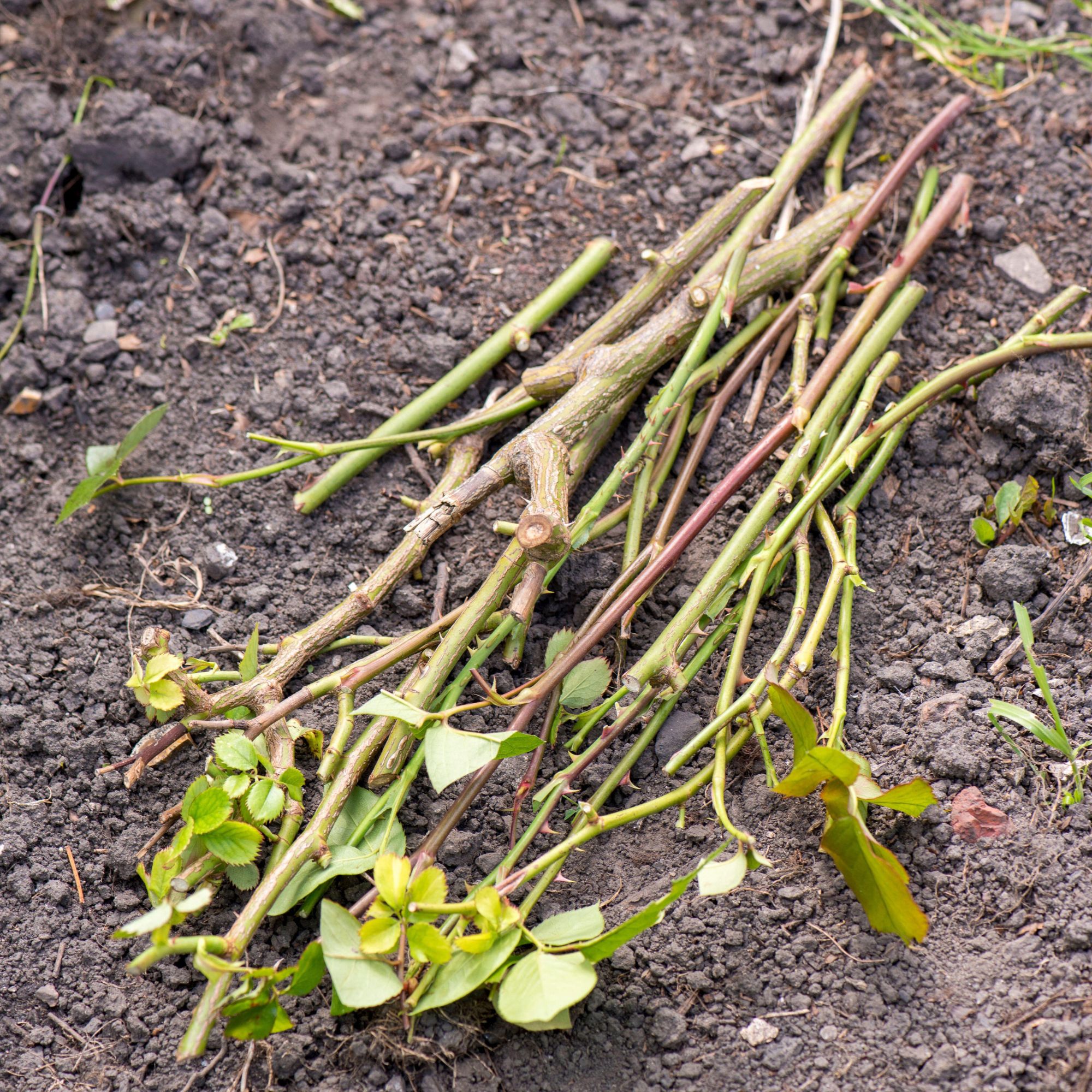 cut roses on ground