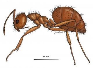 Crazy ant drawing