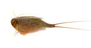 tadpole shrimp