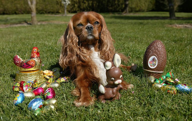 dog with easter eggs