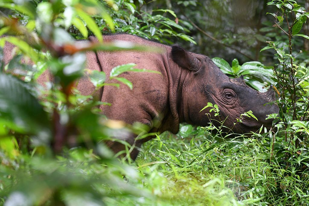 Sumatran rhino.