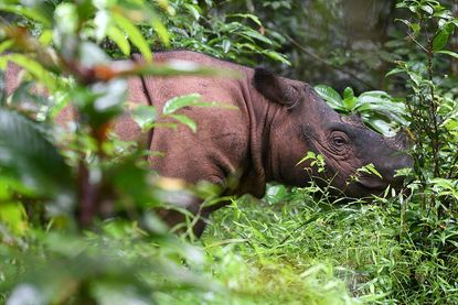 Sumatran rhino.