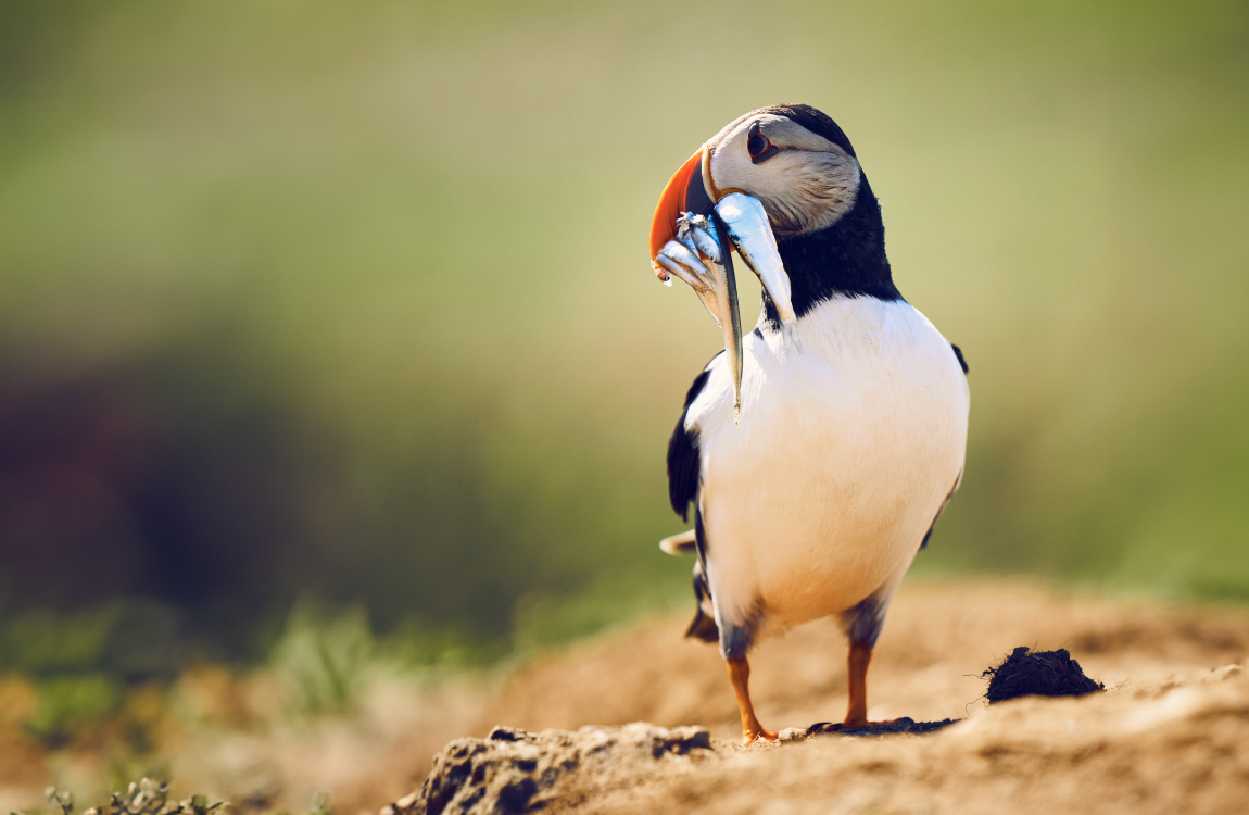 a puffin holding several small fish in its beak