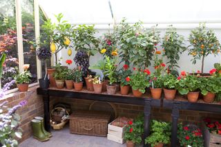 Greenhouse gardening pots on a shelf