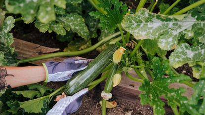 Person picking zucchini out of garden bed