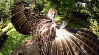 A Phillipine eagle spreads its wings.