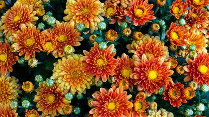 Chrysanthemums