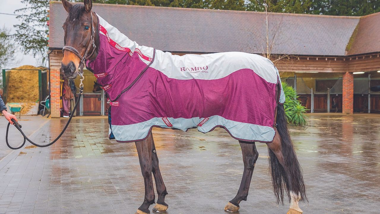 Horseware Rambo Summer Series&nbsp;review