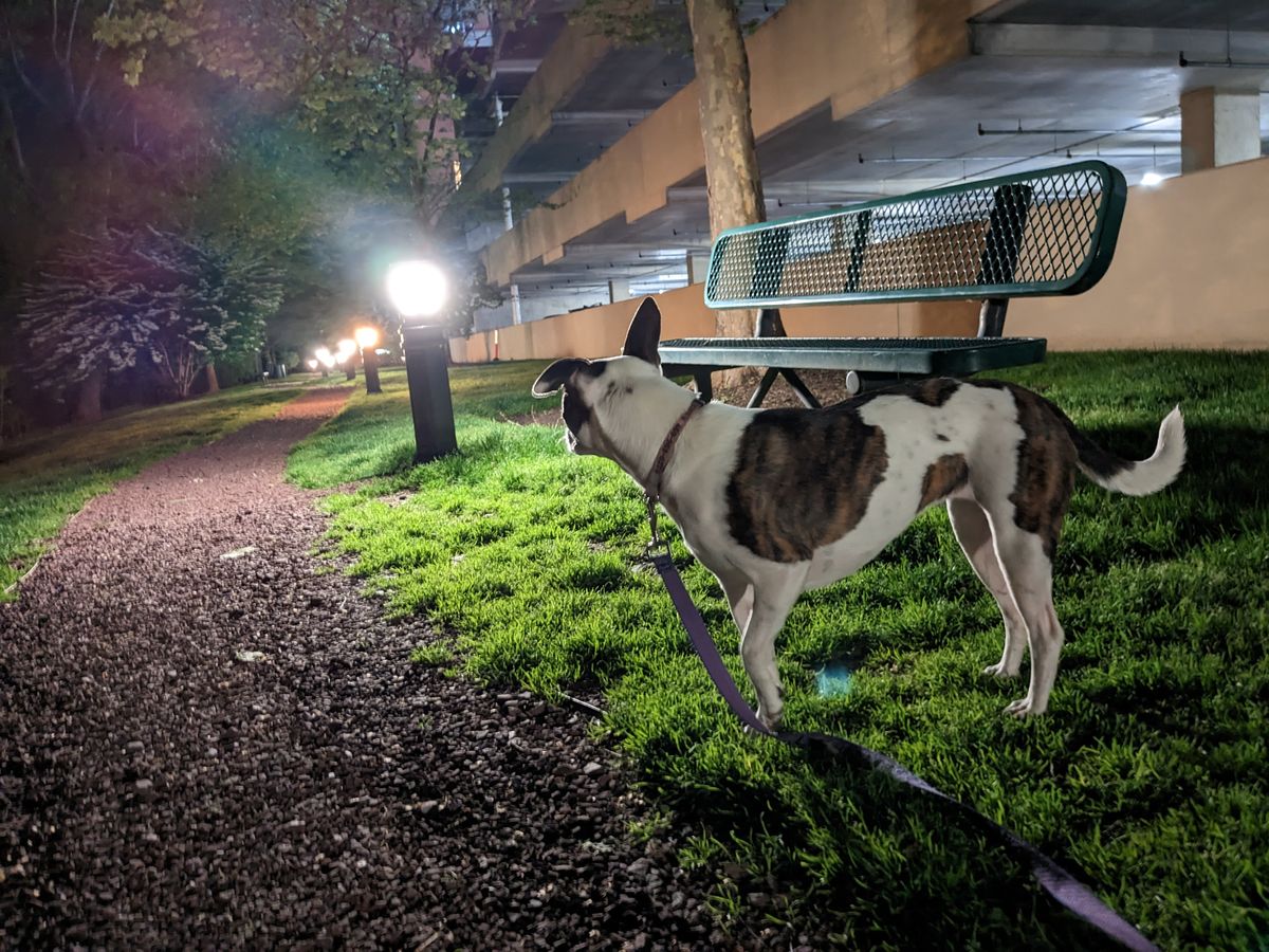 Google Pixel 7a image samples from camera