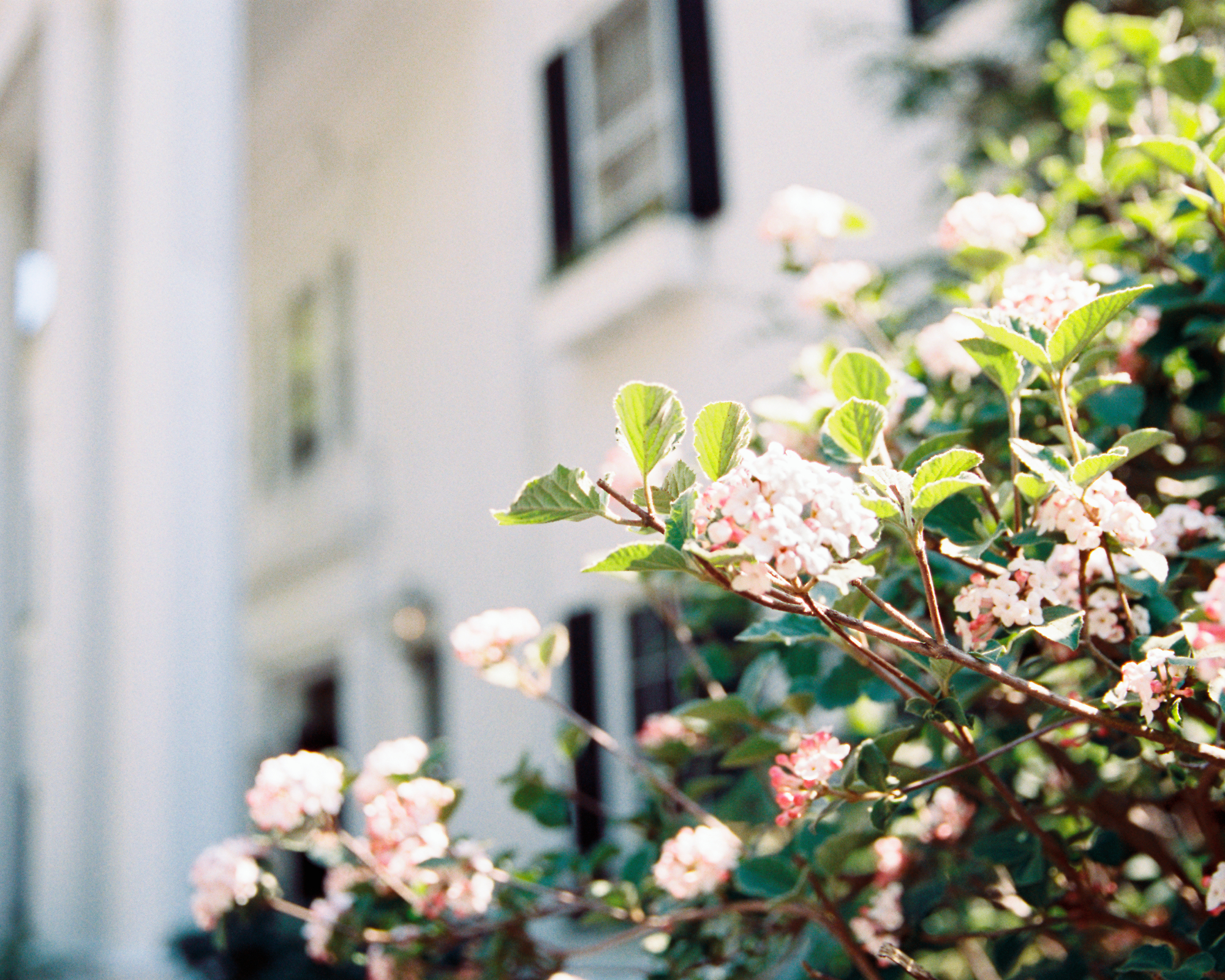 Viburnum bush in front of building