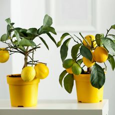 Two indoor lemon trees sitting on a table