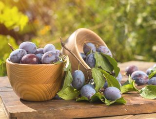 Plums, fresh from the tree, on a sunny day in the garden. What could be finer?