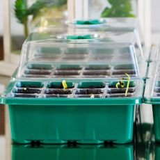 Seedling trays with humidity domes for seed starting