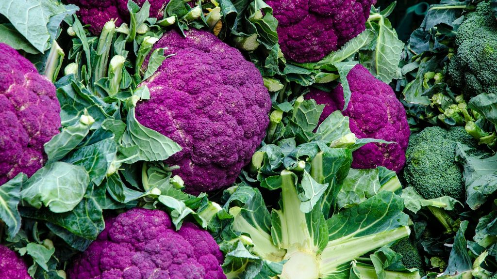 purple cauliflower and green foliage 