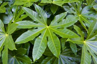 fatsia japonica, also known as Japanese aralia