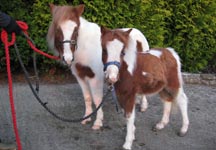 Snoopy-Lucy-foal.jpg