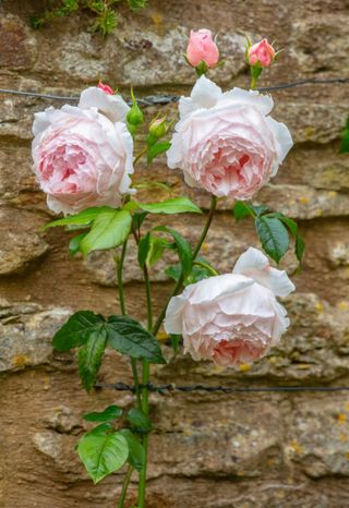 roses climbing a stone wall
