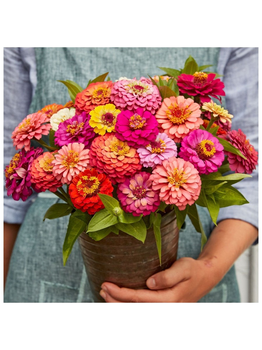 Burpee, Cut &amp;amp; Come Again Mixed Colors Zinnia Seeds