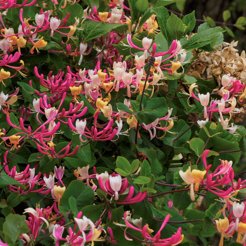 Lonicera Periclymenum Belgica - Honeysuckle