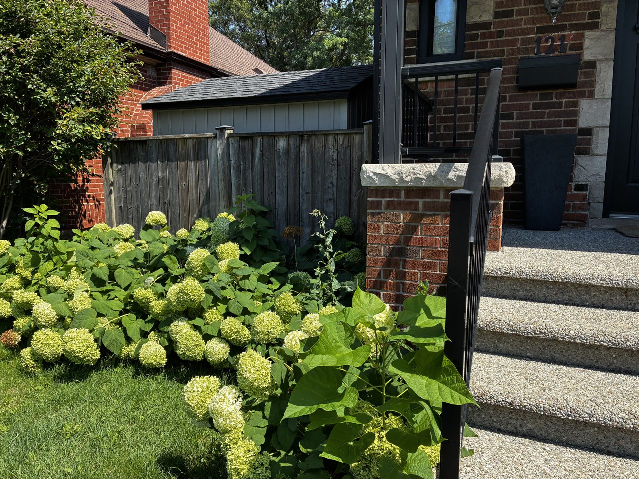 Hydrangeas on the left of a home