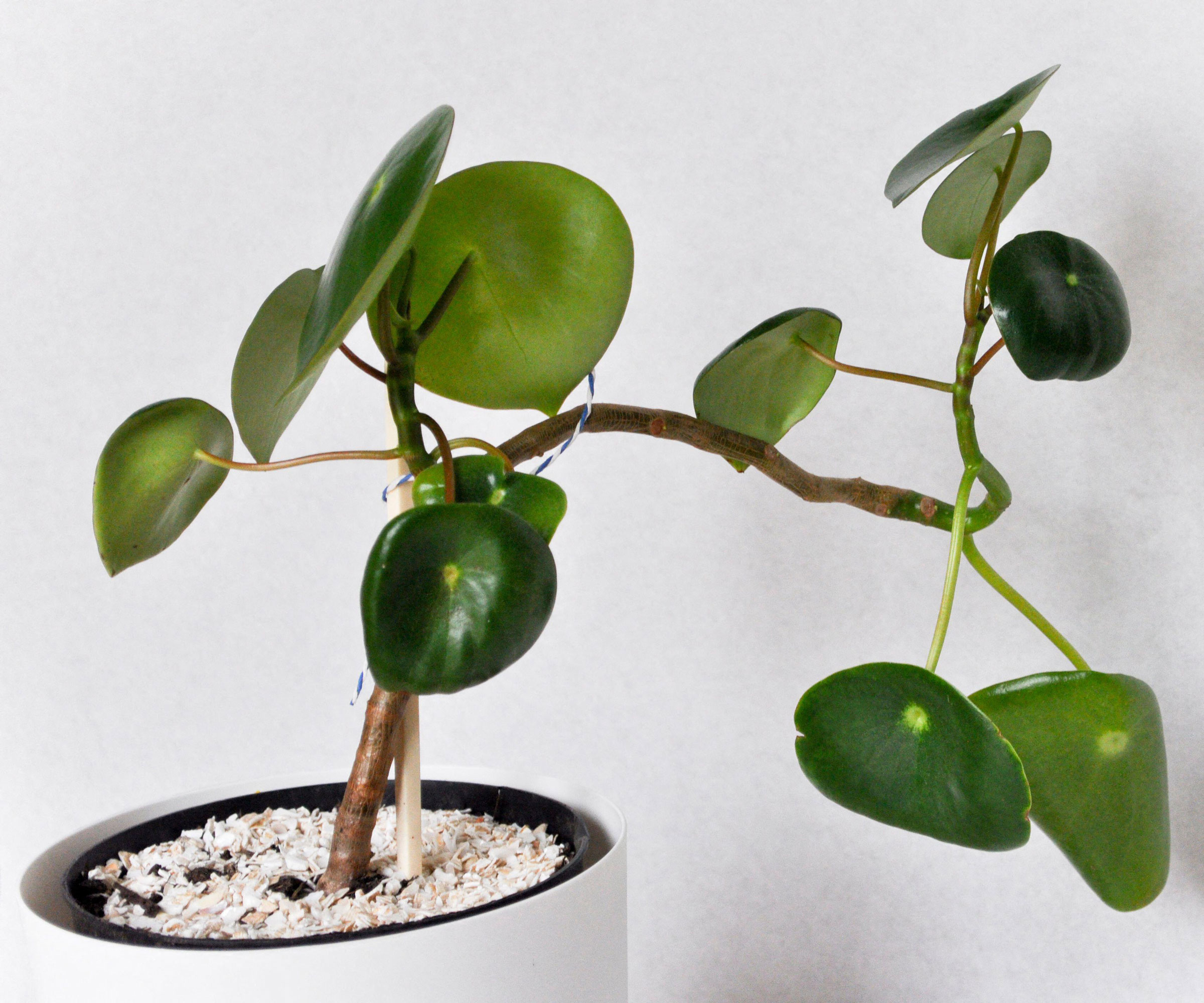 leggy pilea houseplant in white pot against white background