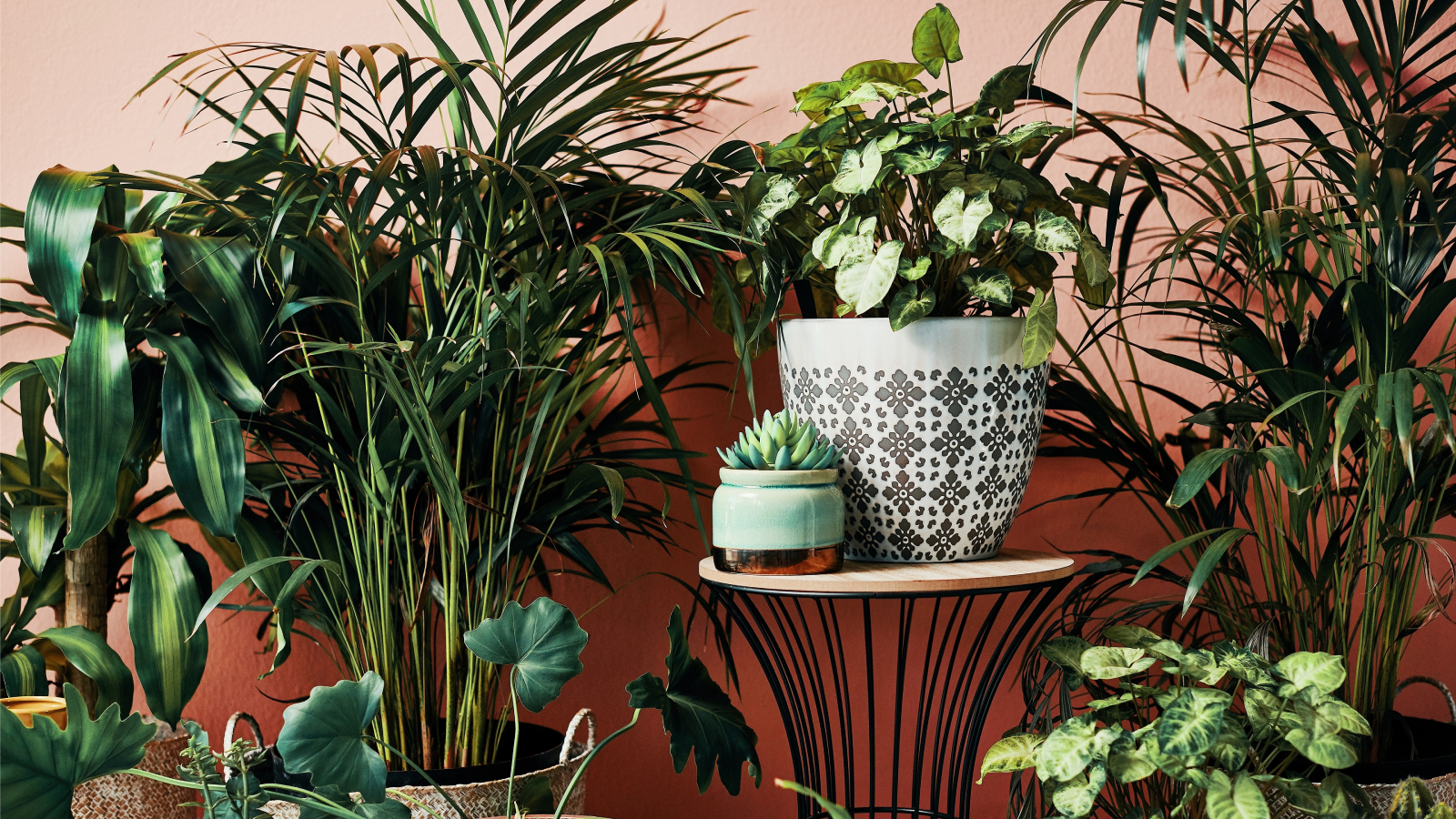 Potted houseplants in outdoor living space