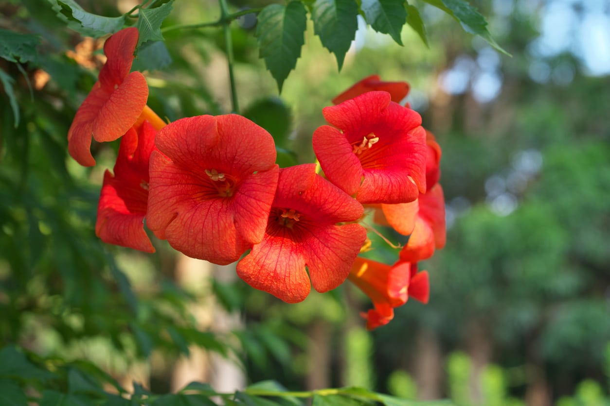 Chinese trumpet creeper stock photo. Image of green, motherly