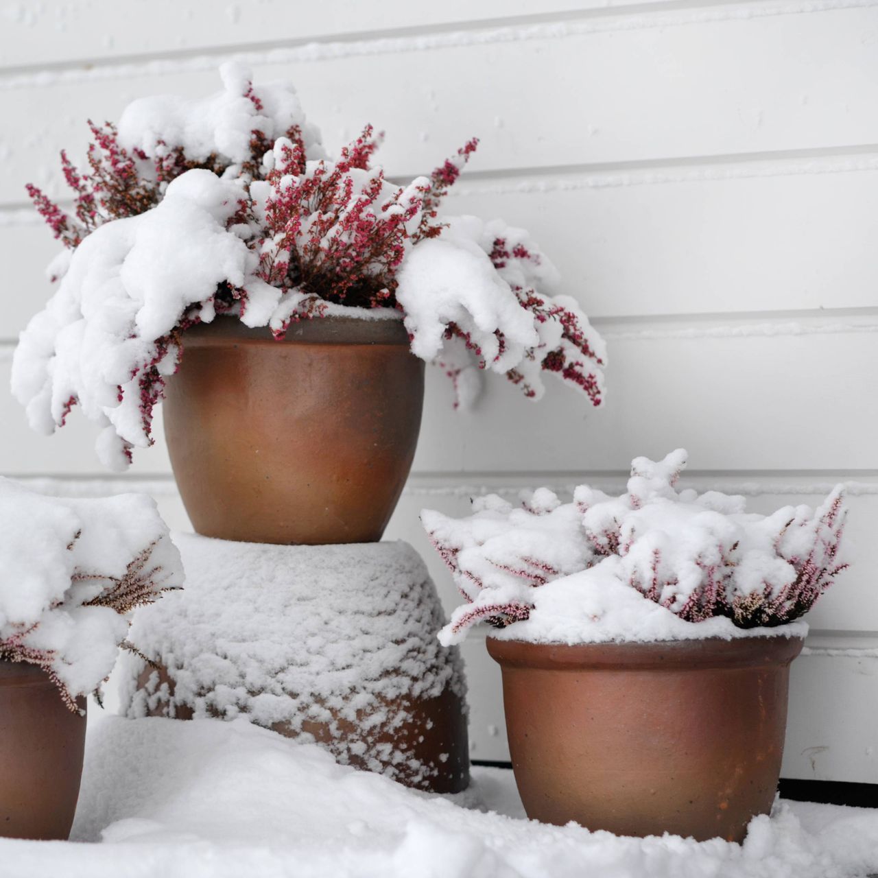 Two potted plants in the snow