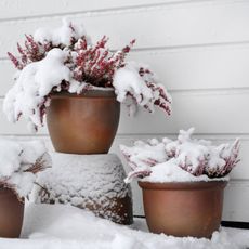 Two potted plants in the snow