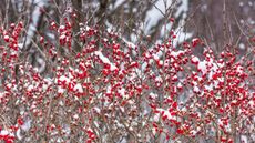 How to grow winterberry