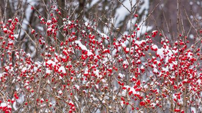 How to grow winterberry