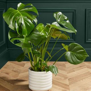 A large Monstera - or Swiss Cheese Plant - in a white ceramic pot sat on the parquet floor against a green panelled wall.