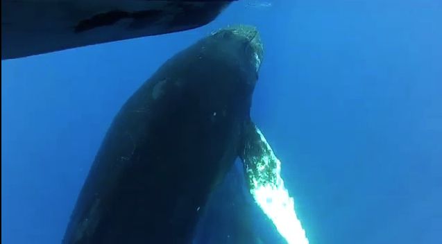 Humpback whale approaches boat in Hawaii