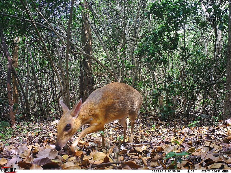 A silver-backed chevrotain was caught on a camera trap as it wandered about the forest. 