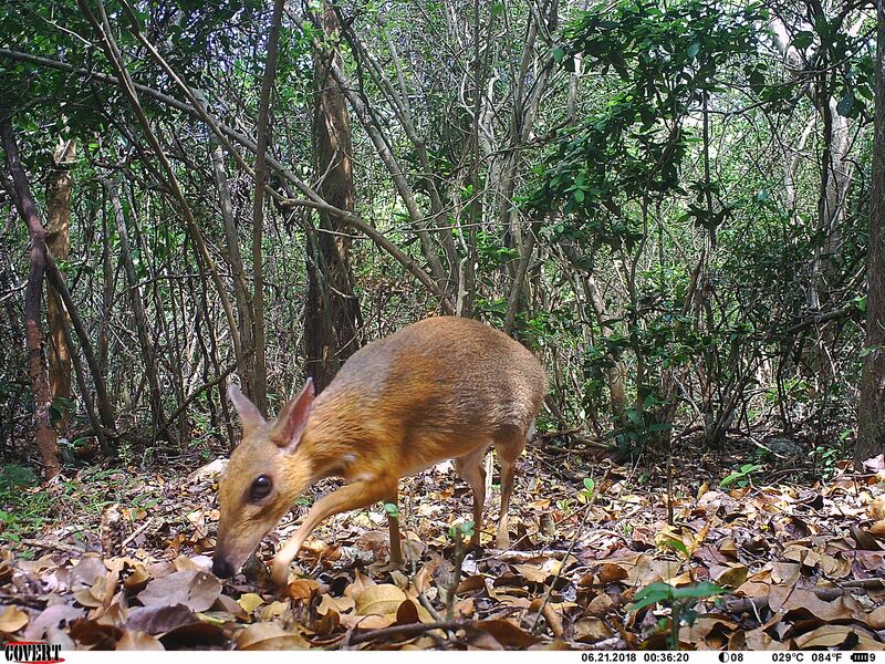 animals that look like deer