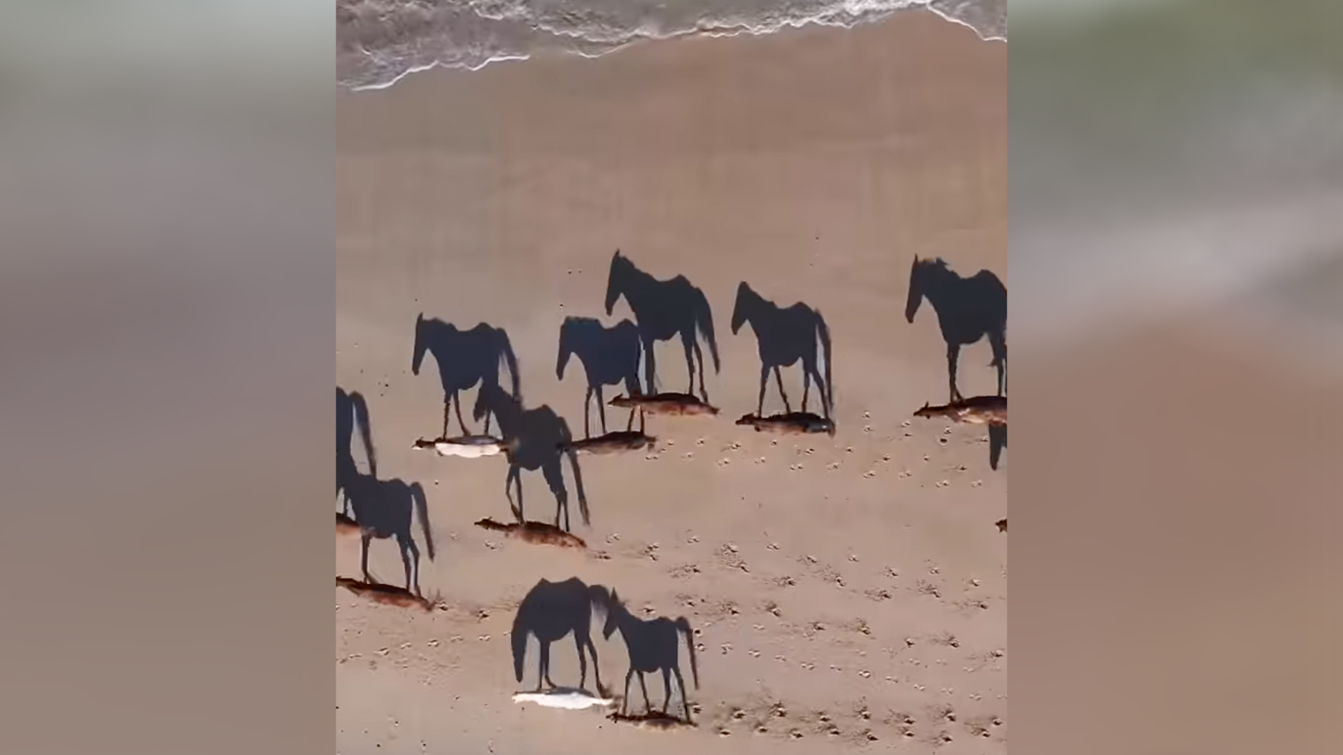 Jason Childs' video of horses on a beach