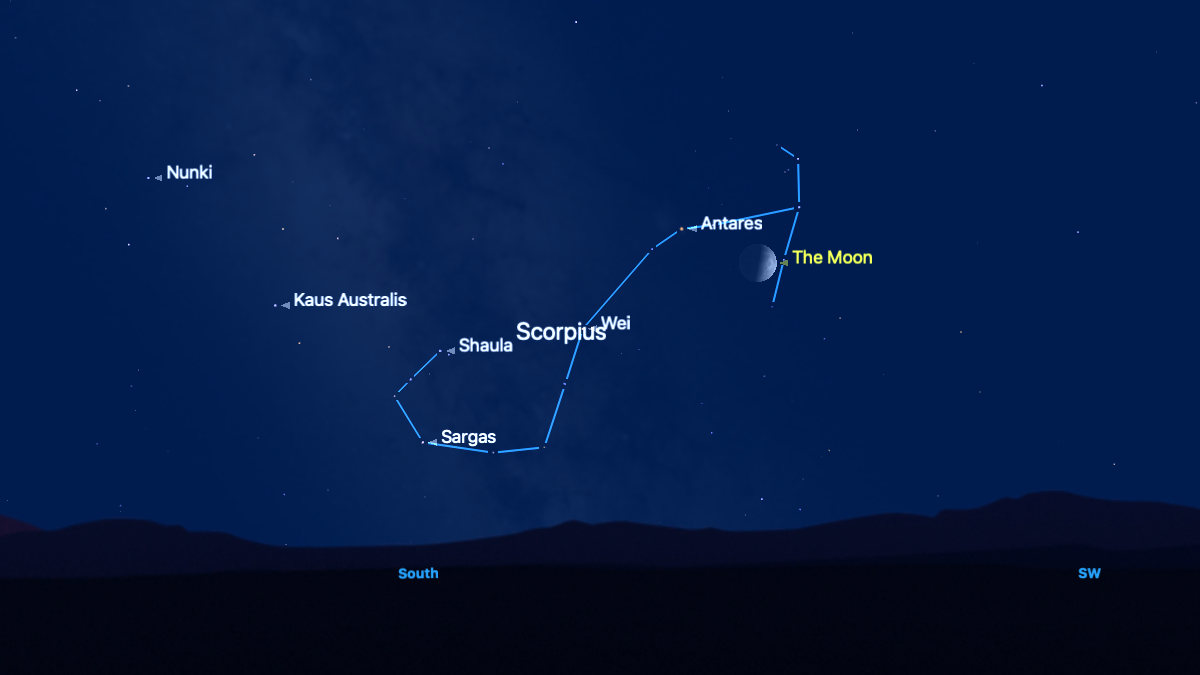 A simulation of the night sky for Aug. 30 showing the position of the half-lit first quarter moon among the stars of the constellation Scorpius above the southern horizon. The right side of the moon is lit and the red star Antares can be seen as a point of light labelled close to the moon&#039;s upper left shoulder. The stars of Scorpius are joined by a blue line and the Milky Way can be seen passing through the left side of the constellation, which represents the scorpion&#039;s &#039;tail&#039;.