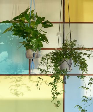 Two green hanging plants, yellow, blue and brown wall in background