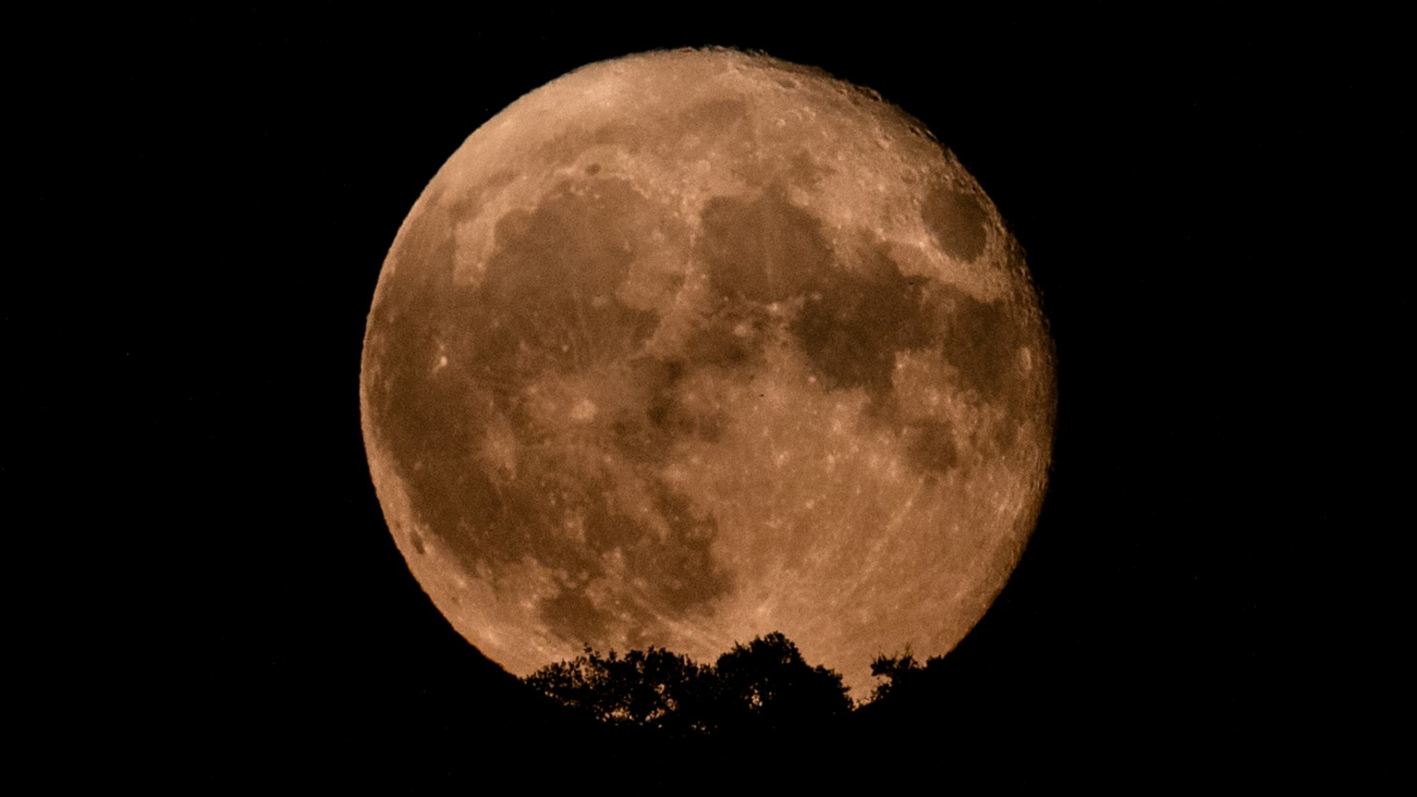 A full moon is pictured rising against a black sky, with the silhouettes of trees visible blocking its lower disk. Dark patches known as lunar seas can be seen covering swathes of the moon's surface.